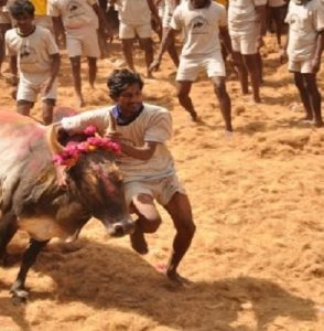 அலங்காநல்லூரில் பிப். 1 ல் ஜல்லிக்கட்டு – விழா கமிட்டி அறிவிப்பு