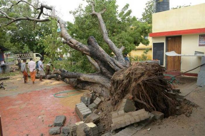 குமரி, நெல்லை, தூத்துக்குடியில் ‘ஒக்கி’ புயலால் விழுந்த 329 மரங்கள் அகற்றம்; மின் கம்பங்கள் சீரமைப்புப் பணிகளில் 2000 ஊழியர்கள்: தமிழக அரசு