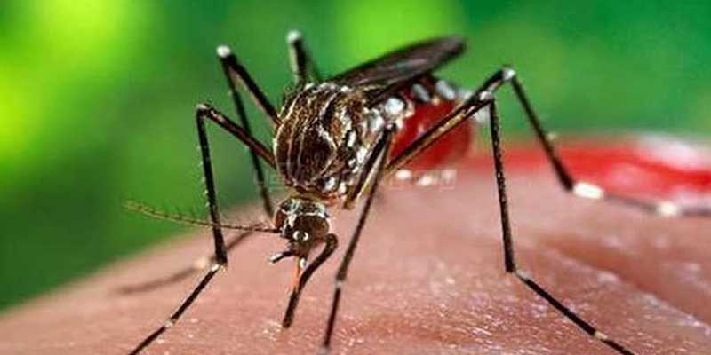 யாழ்ப்பாணத்தில்  271 பேர் டெங்கு காய்ச்சலால் பாதிப்பு