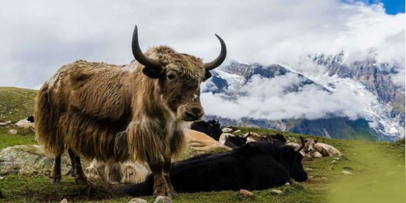 இமயமலை பனிப்பொழிவில் சிக்கி பட்டினியால் மடிந்த மலை மாடுகள்