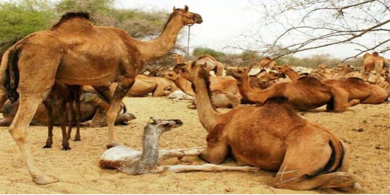 10 ஆயிரம் ஒட்டகங்களை கொல்கிறது ஆஸி., அரசு