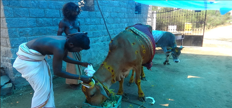 கோ பூஜா  – அஸ்வ பூஜா – நந்தி (ரிஷப ராஜா) பூஜா – திருவண்ணாமலை கோசாலையில் அற்புத நிகழ்ச்சி !!