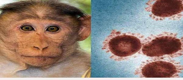 இந்தியா செய்தி  குரங்கு அம்மை தடுப்பு: நிபுணர்கள் ஆய்வு
