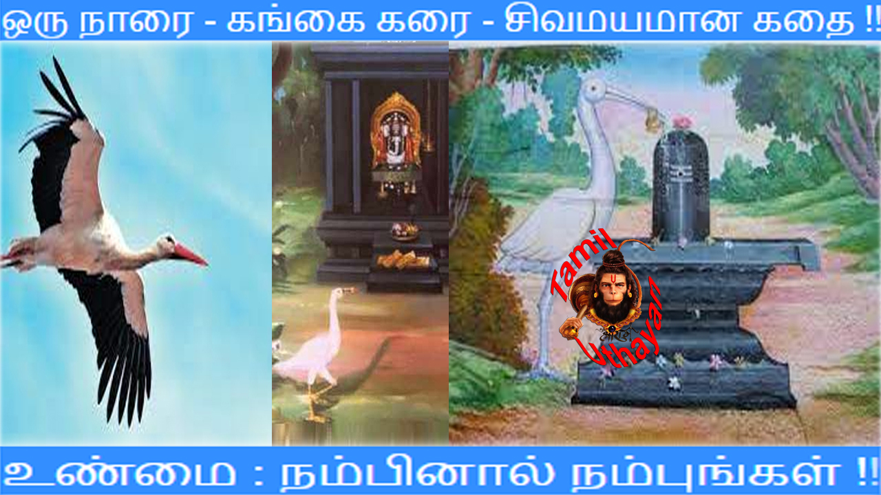 ஒரு நாரை – கங்கை கரை – சிவமயமான கதை !!